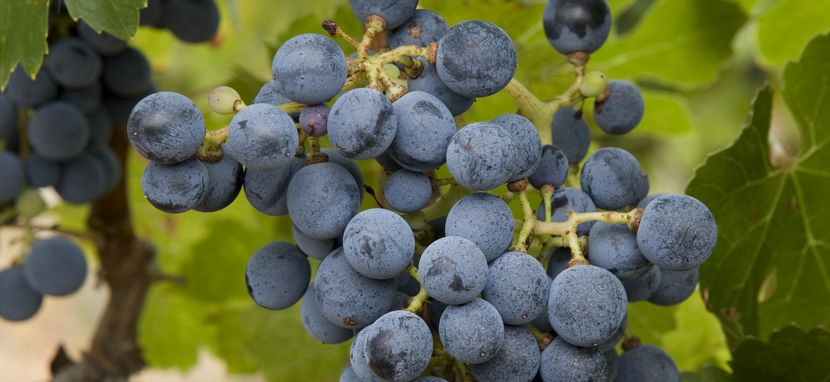Intérêt du Marselan, du Caladoc et du Couston en Côtes du Rhône