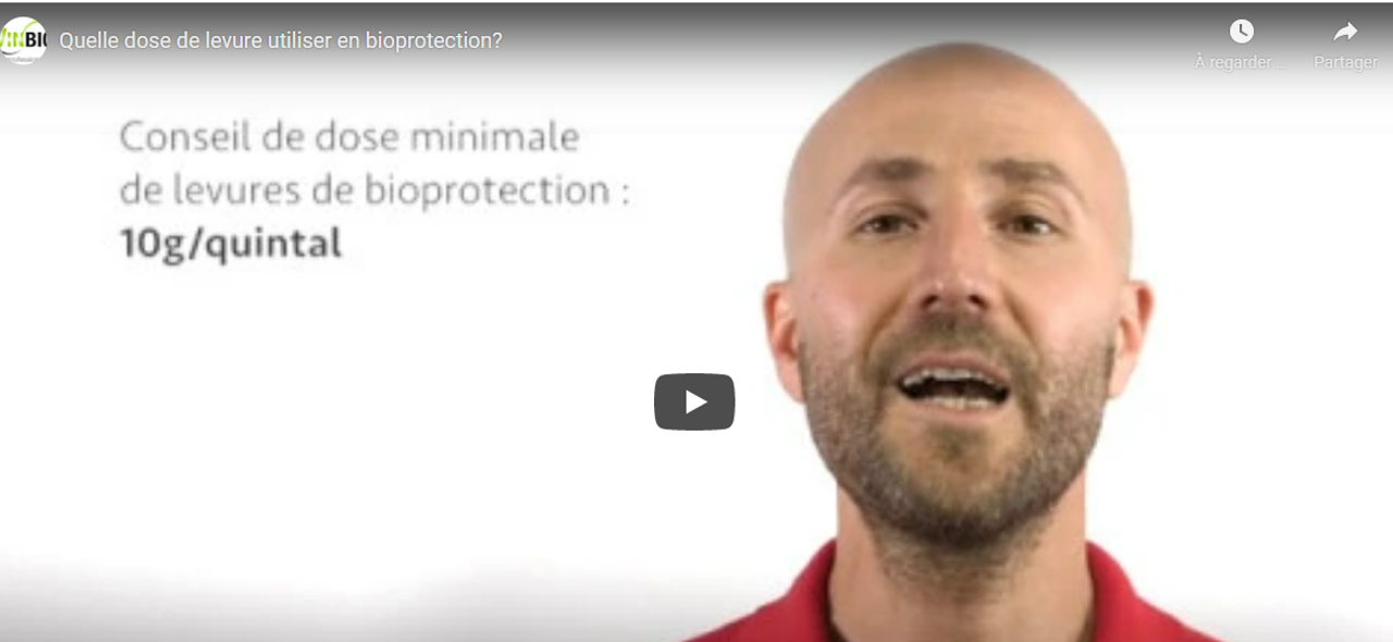 Quelle dose de levure utiliser en bioprotection ?