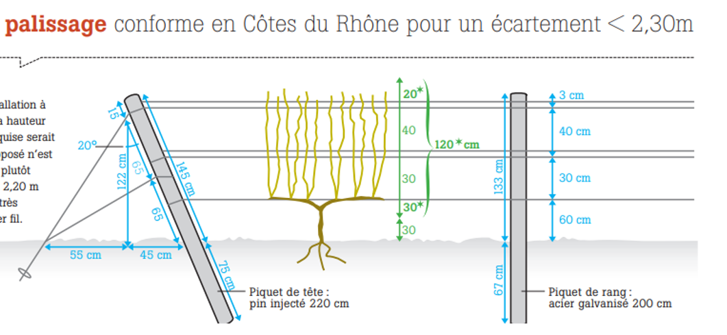 Palissage : faire les bons choix