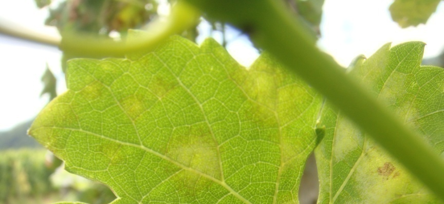 Vin bio : d'où viennent les contaminations croisées ?