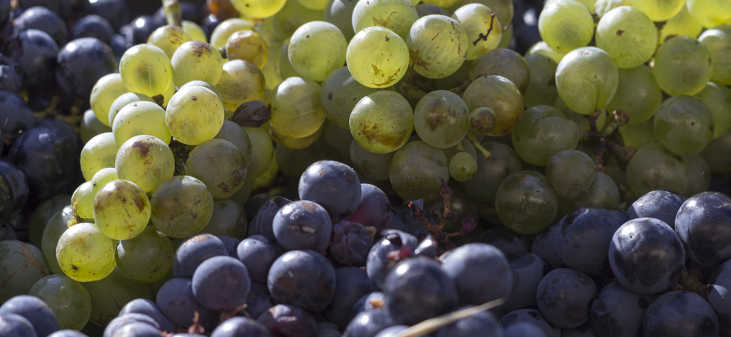 Récolter plus tôt le Viognier et la Syrah : fausse bonne idée ?