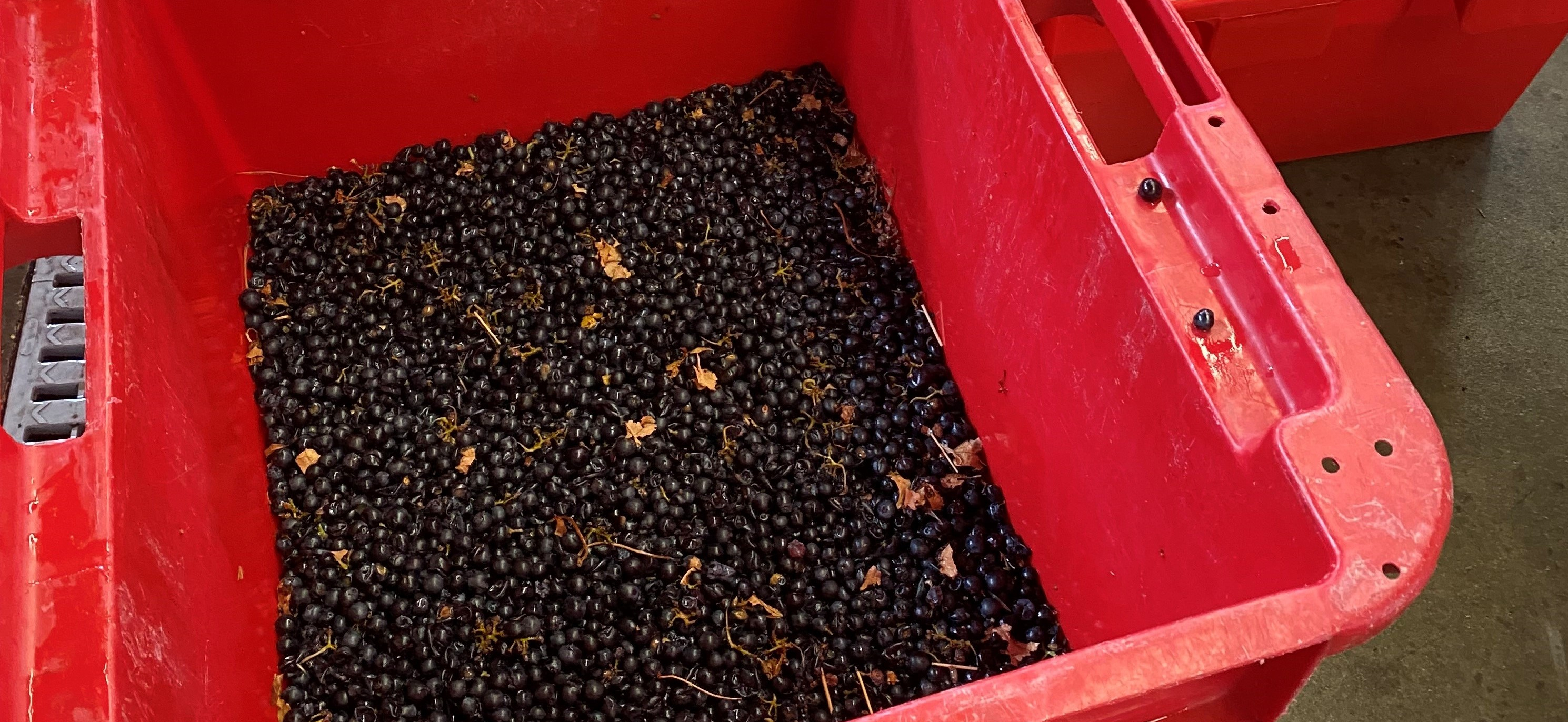 Peut-on produire des vins sans résidus quantifiables ?