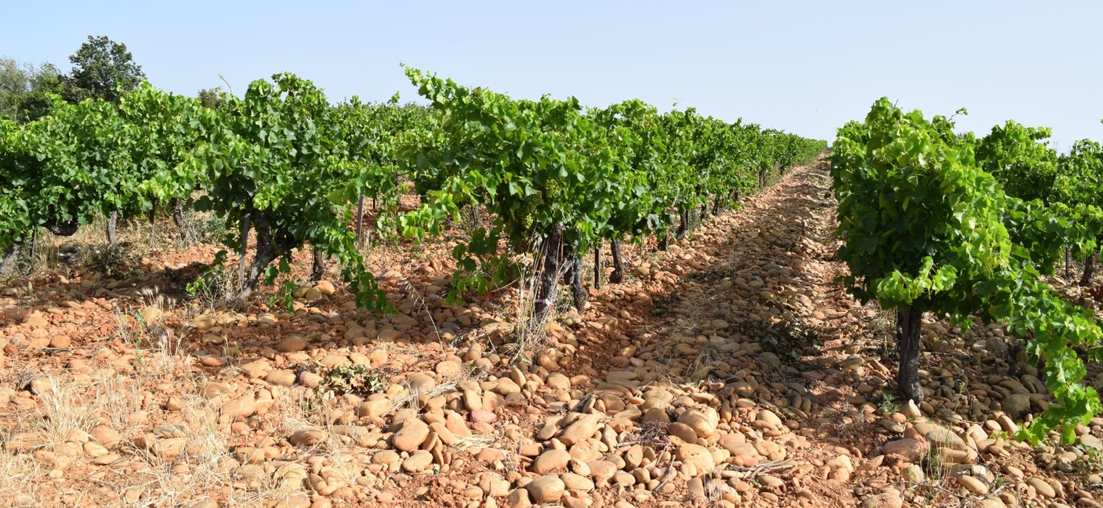 Terroirs, sols et potentialités viticoles : des cartes pour l’avenir