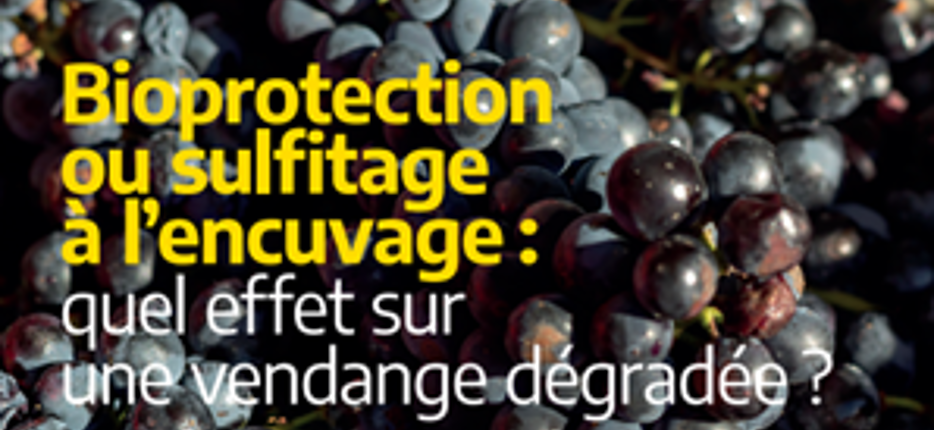 Bioprotection ou sulfitage à l'encuvage : quel effet sur une vendange dégradée ?