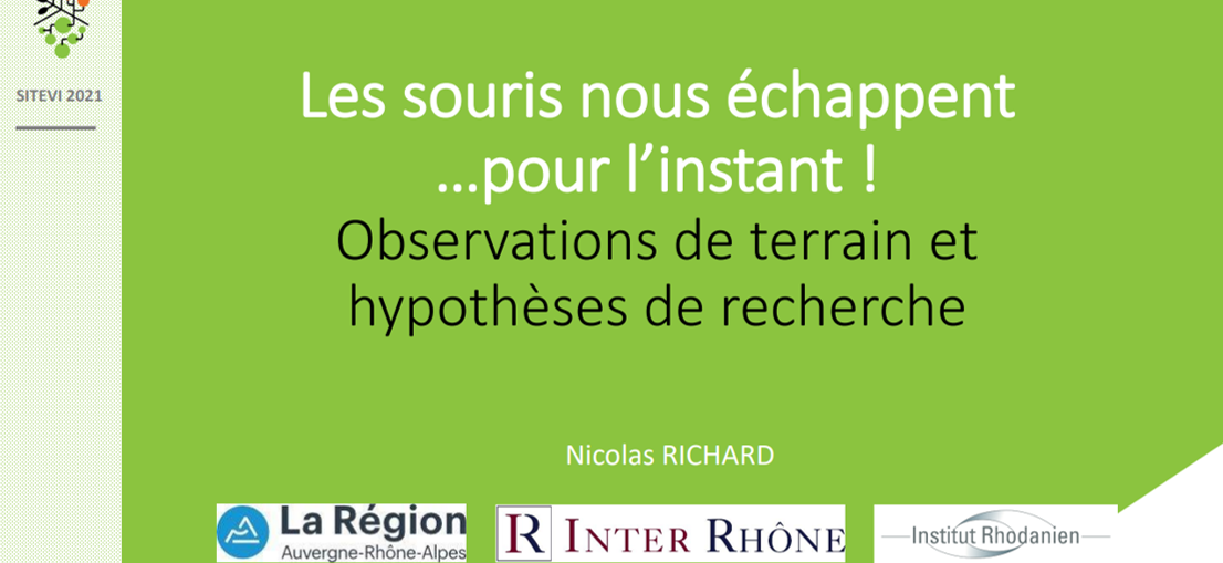Les Goûts de souris ... observations et recherches