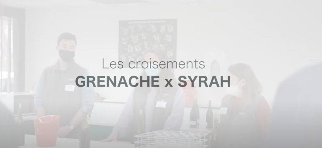 Les croisements Grenache x Syrah