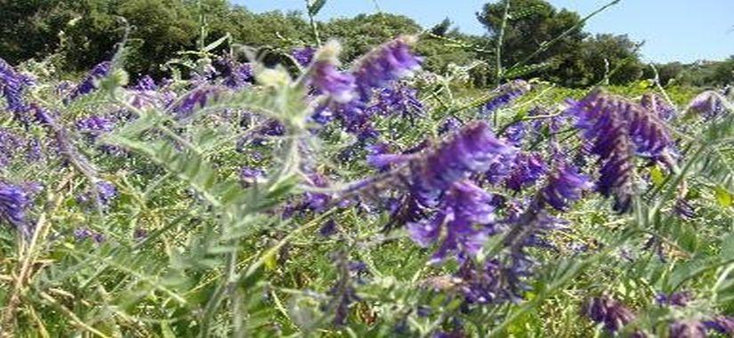 Après arrachage d’une vigne court nouée, pensez couverts végétaux !