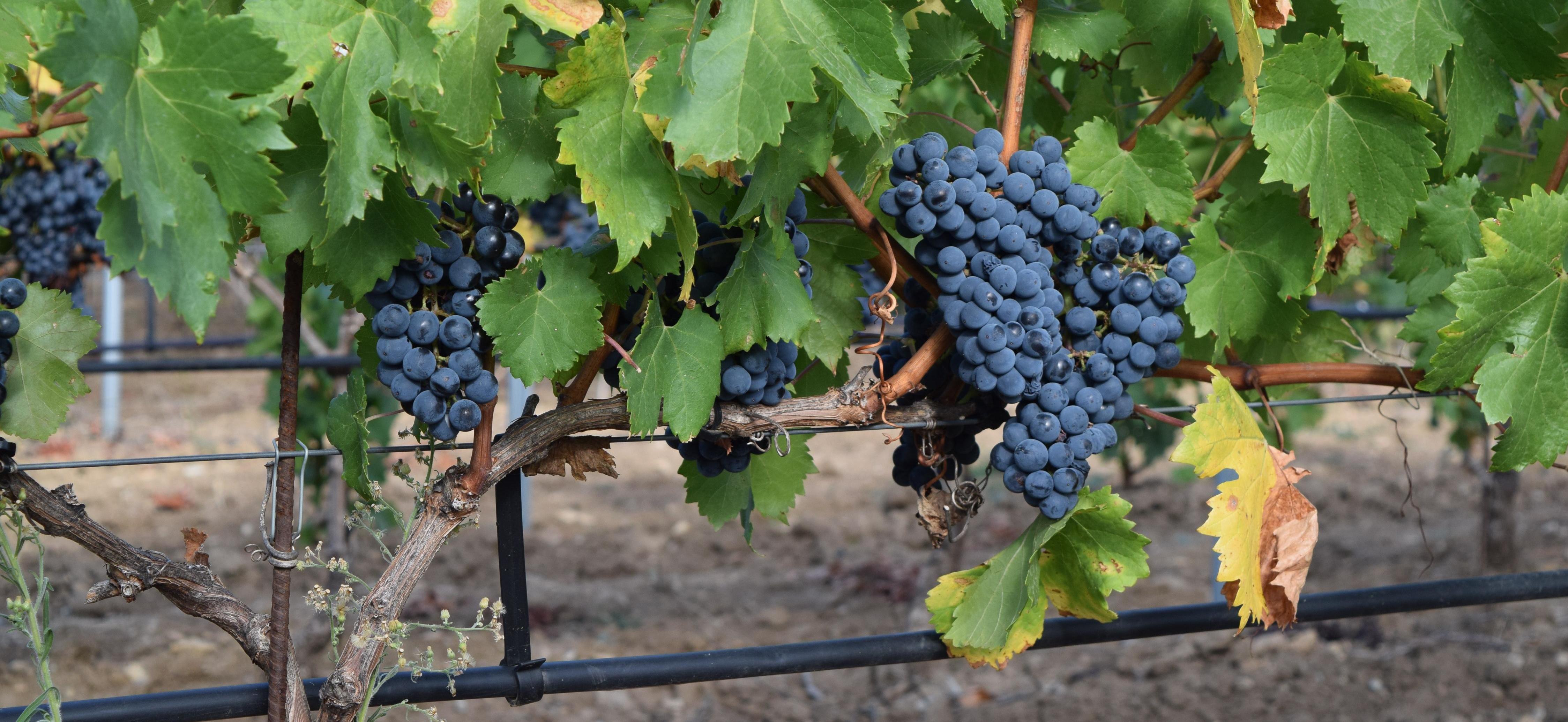 Irrigation de la vigne