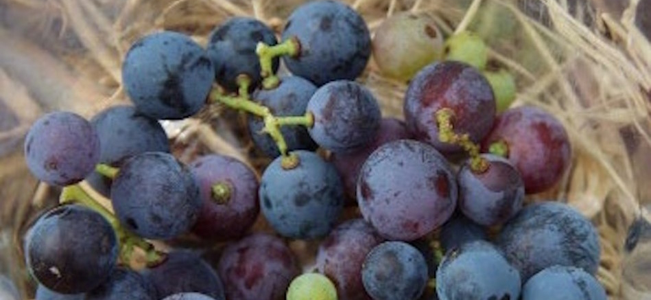 Quelques clés pour suivre la maturité du Grenache