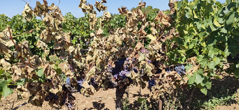 La vigueur de la vigne favorise les symptômes d'esca