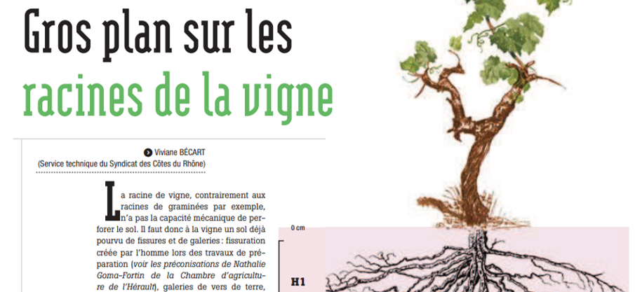Gros plan sur les racines de la vigne