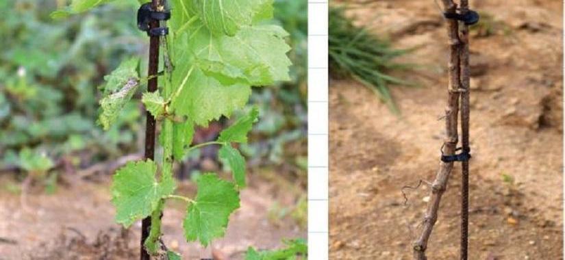 Ébourgeonner les plantiers pour moins tailler et moins mutiler