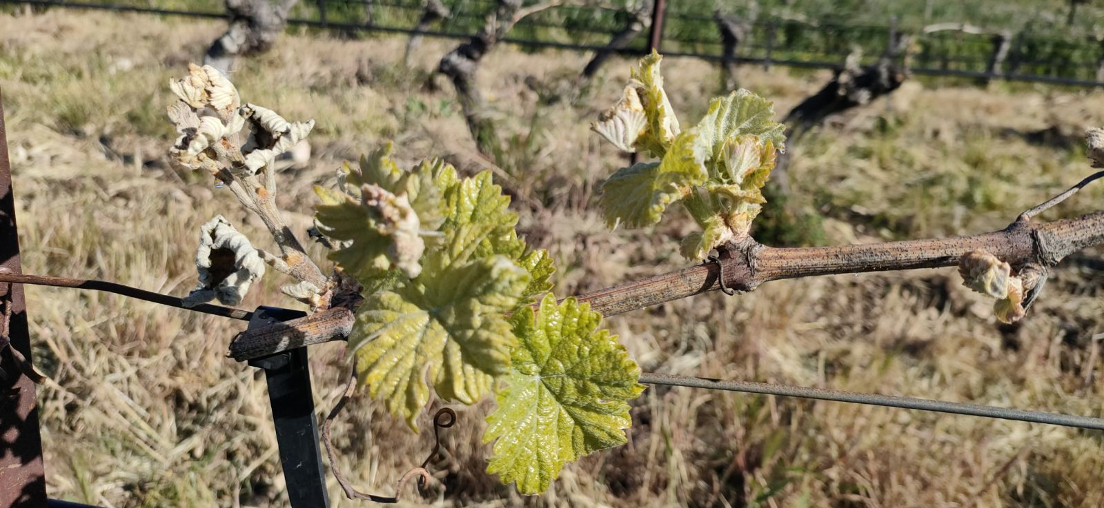 Que faire après un gel de printemps ?