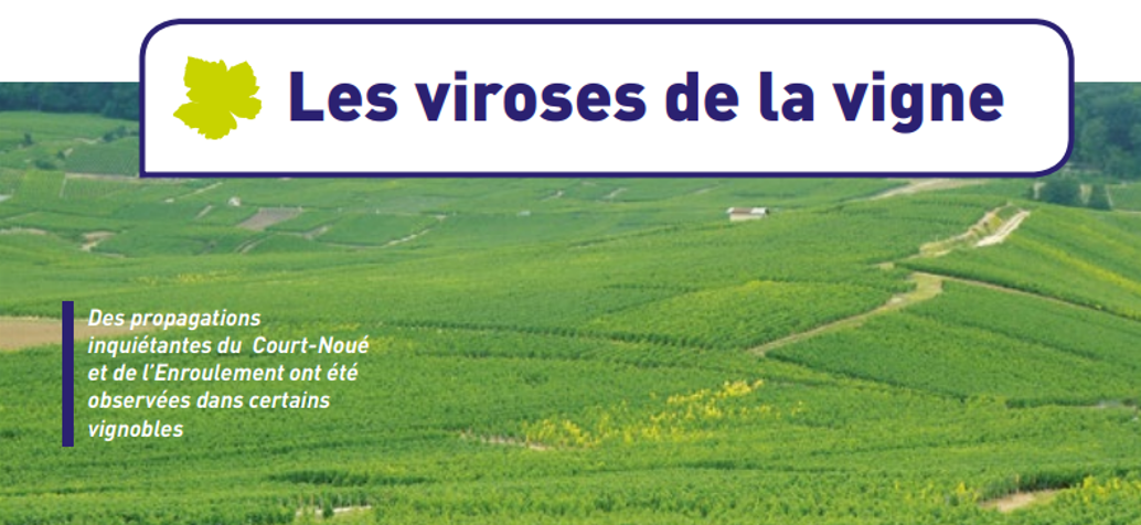 Les viroses de la vigne