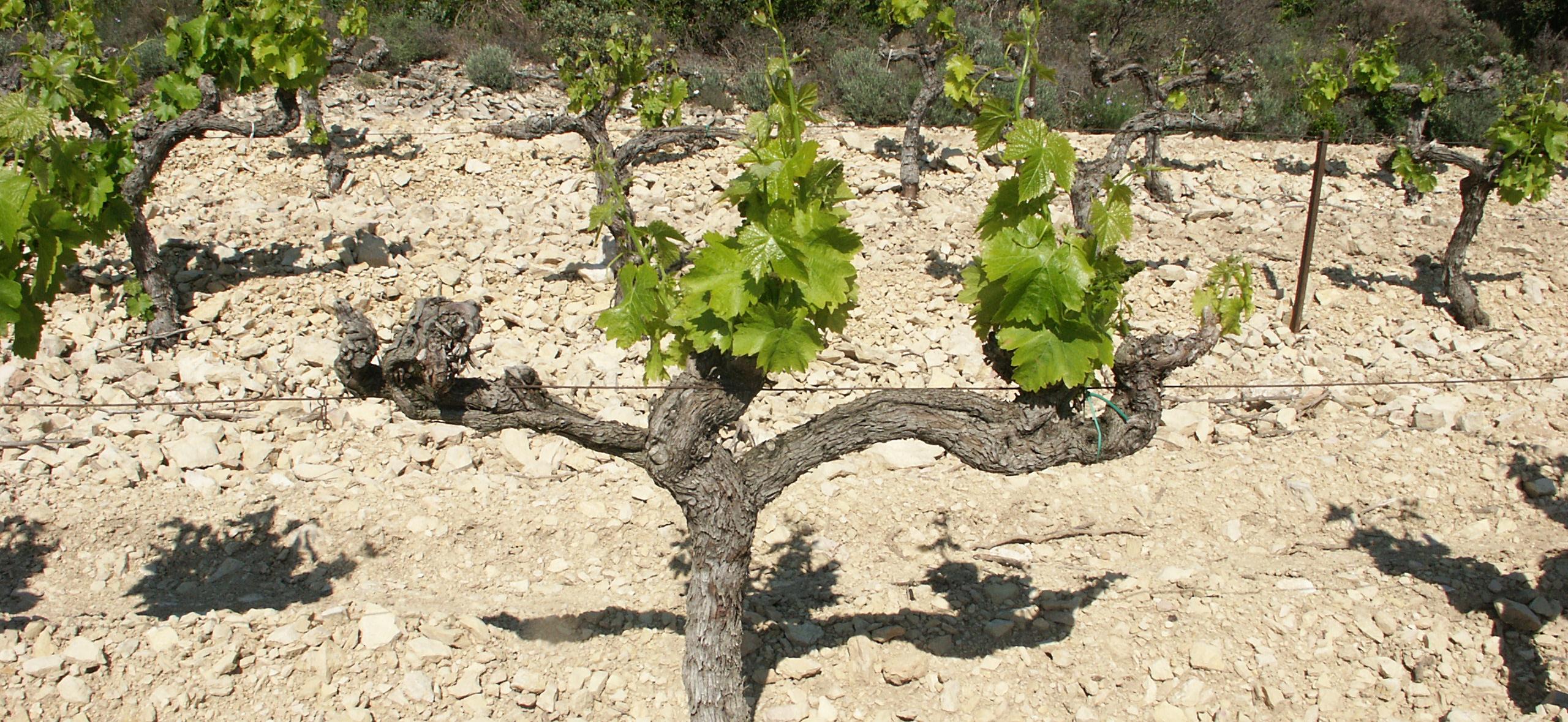 Une situation hydrique alarmante en Vallée du Rhône