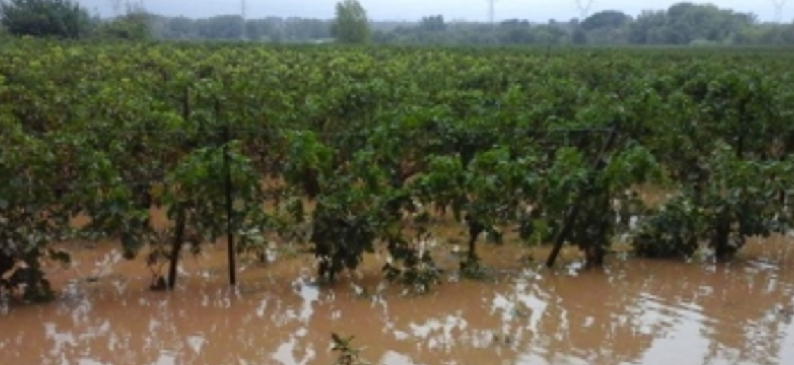 Dépérissements et besoins en eau de la vigne