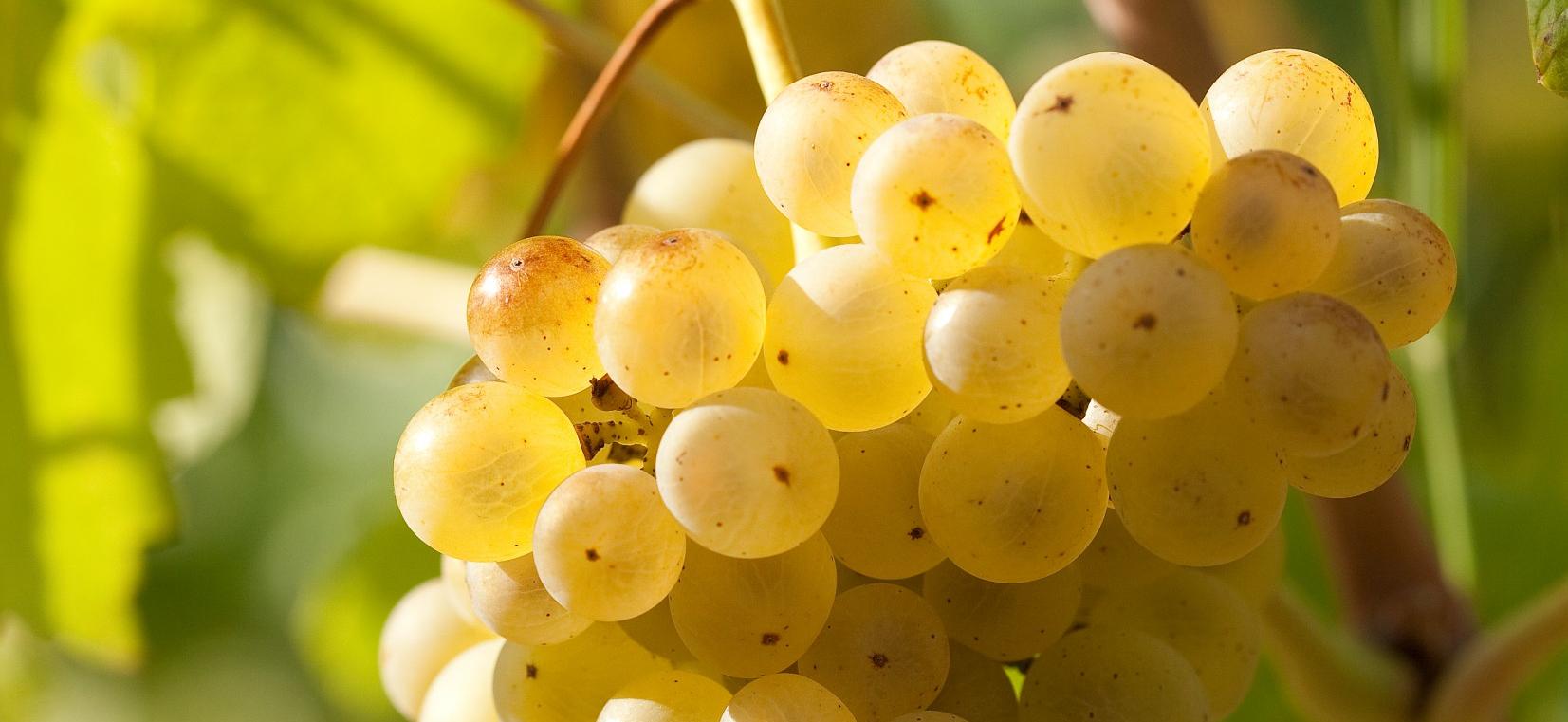 Viognier  et Grenache B : une date de récolte déterminante