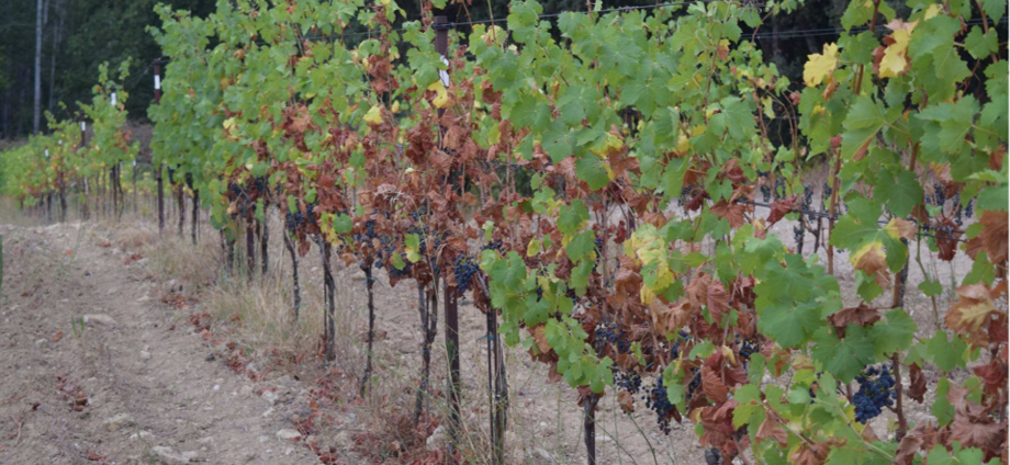 Adaptation du vignoble rhodanien au changement climatique