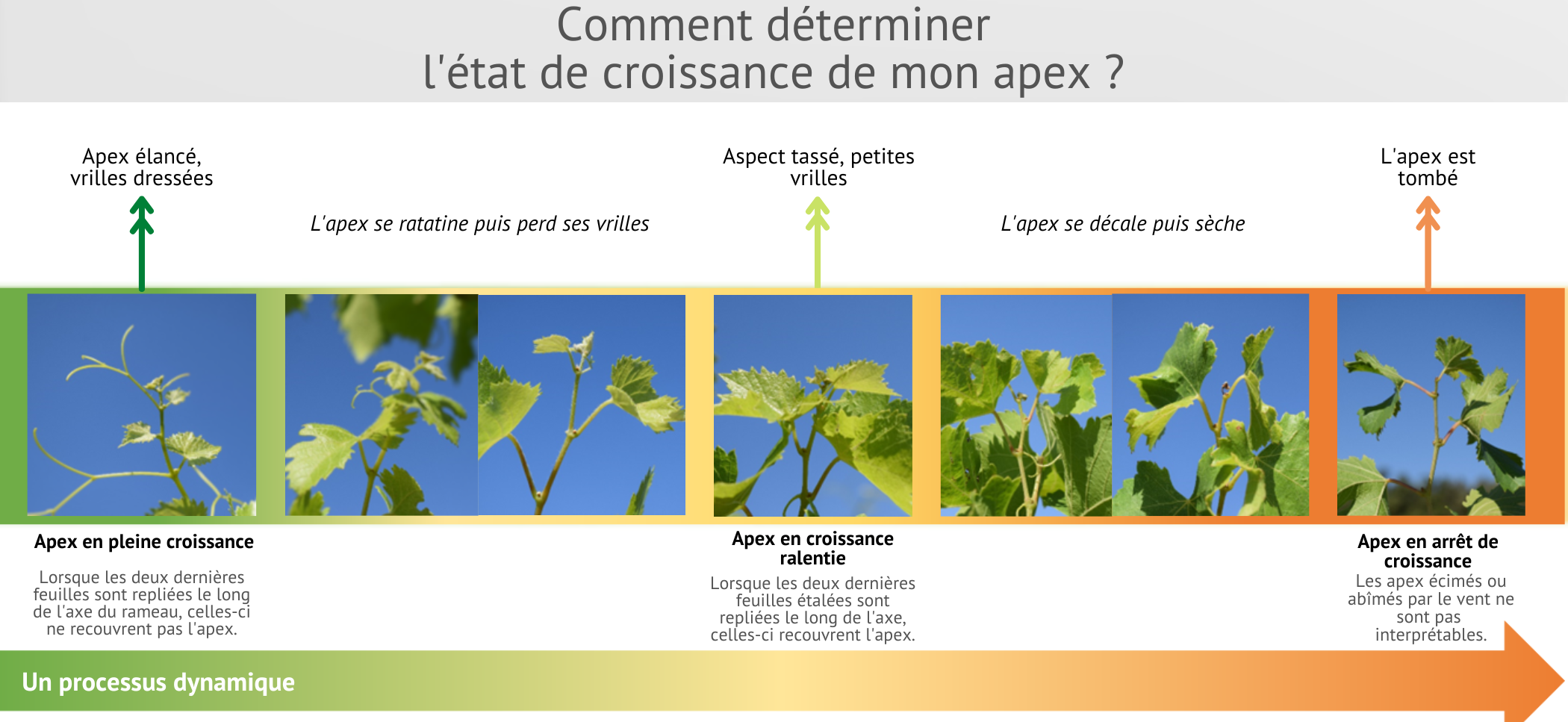 Fiche Technique - La méthode des apex