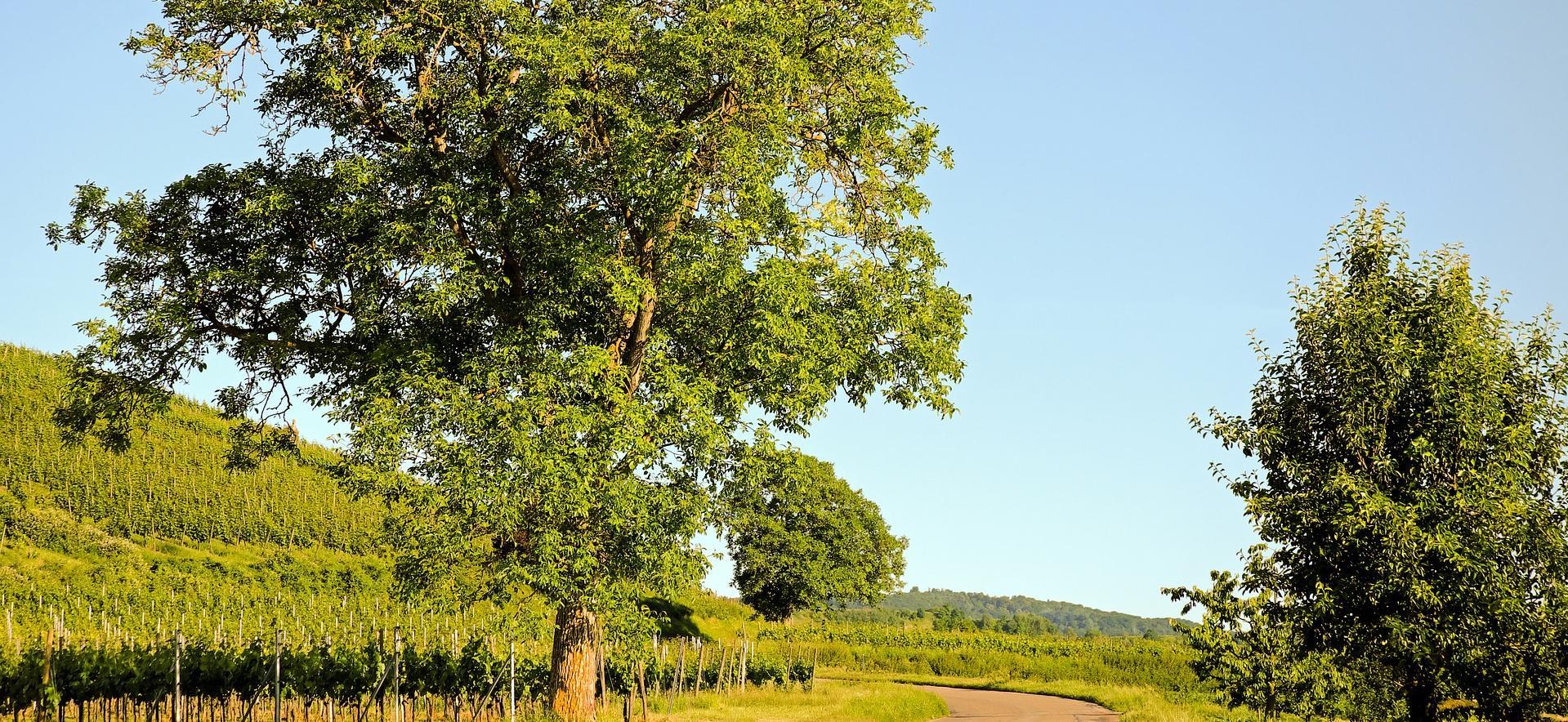 Des arbres et arbustes dans les vignes