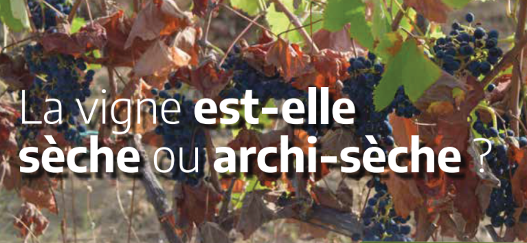 La vigne est-elle sèche ou archi-sèche ?