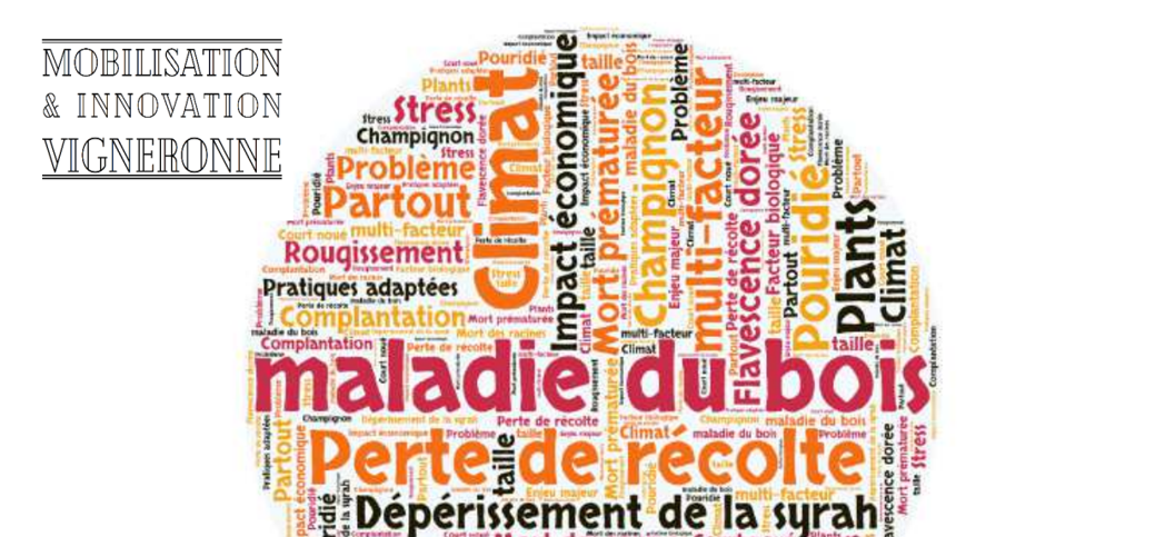 Dépérissement du vignoble : que faire à court terme ?