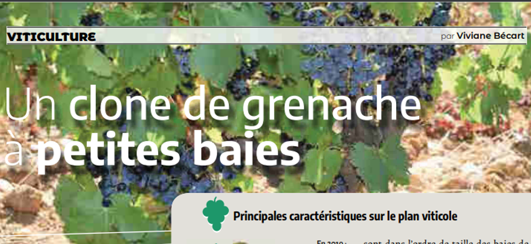 Un clone de grenache à petites baies