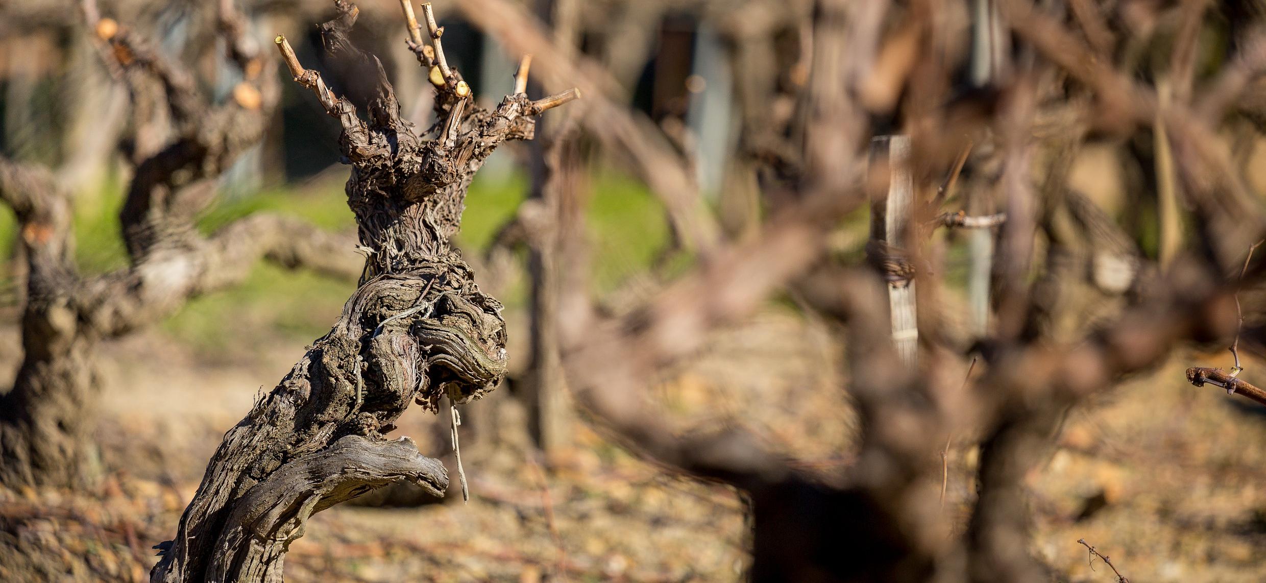 Appliquer la taille non mutilante sur vignes déjà établies