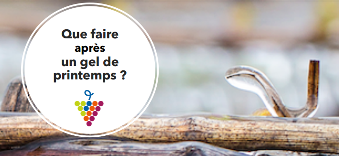 Que faire après un gel de Printemps ?