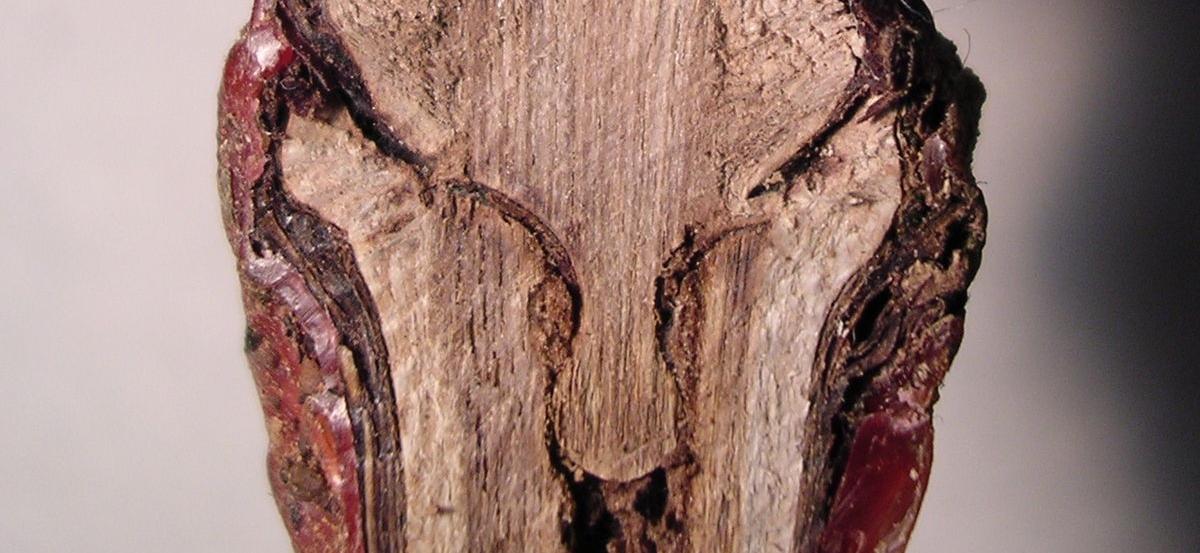 Caractéristiques des principaux porte-greffes en Vallée du Rhône