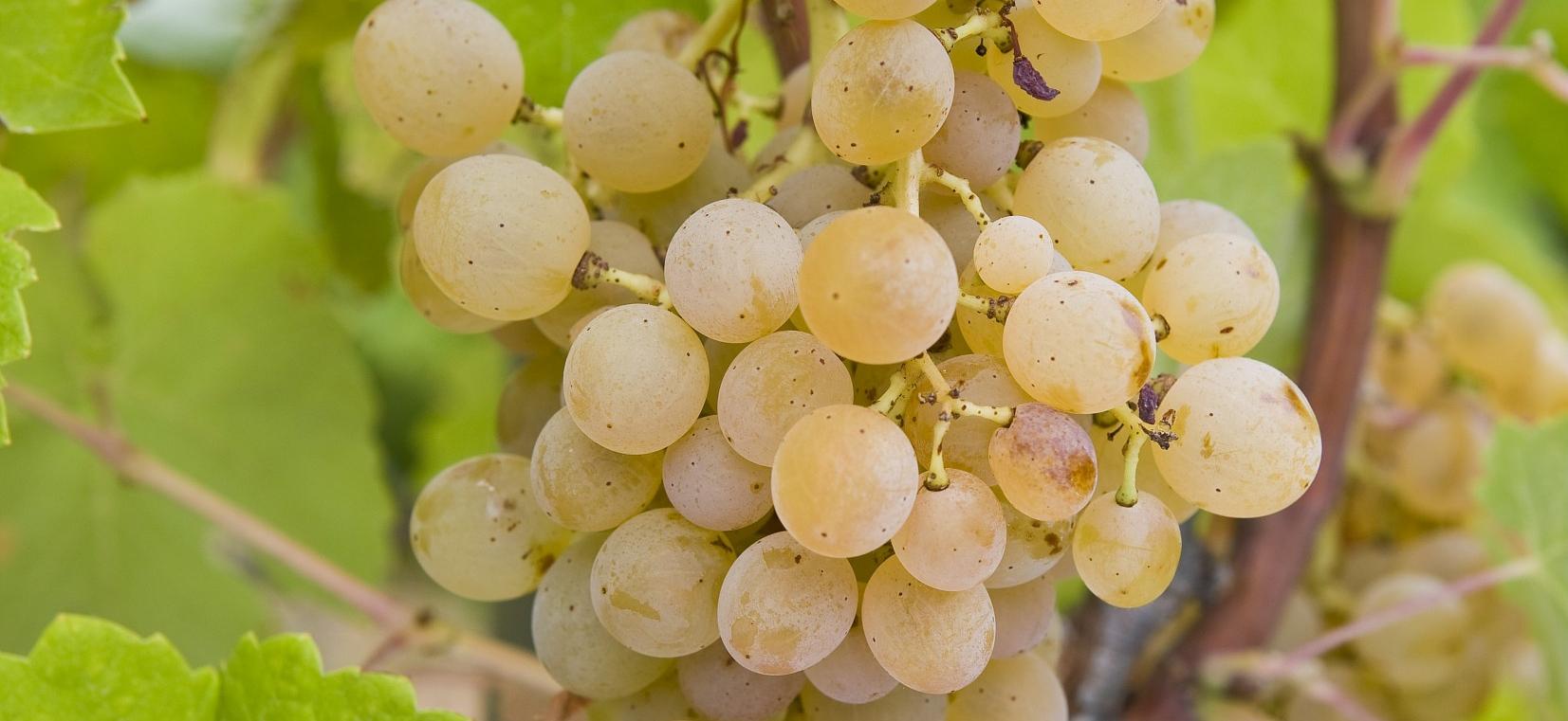 Bourboulenc : les raisons d'y croire