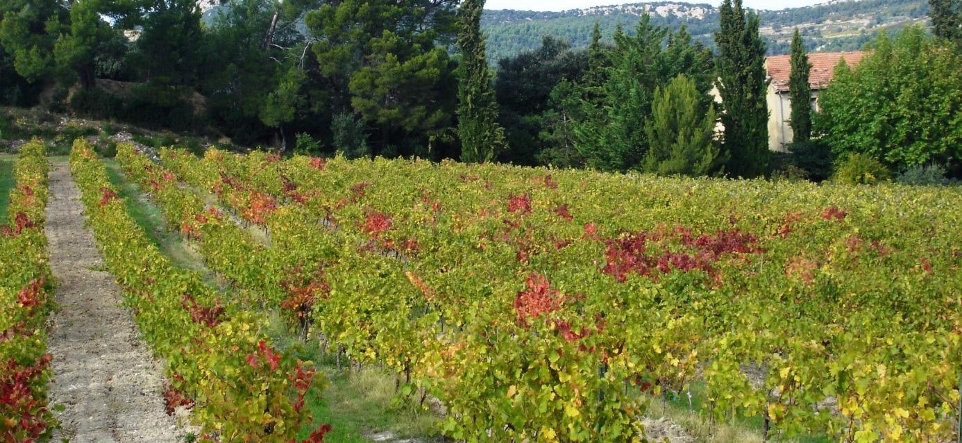 Les causes des bas rendements Syrah en Côtes du Rhône passées au crible