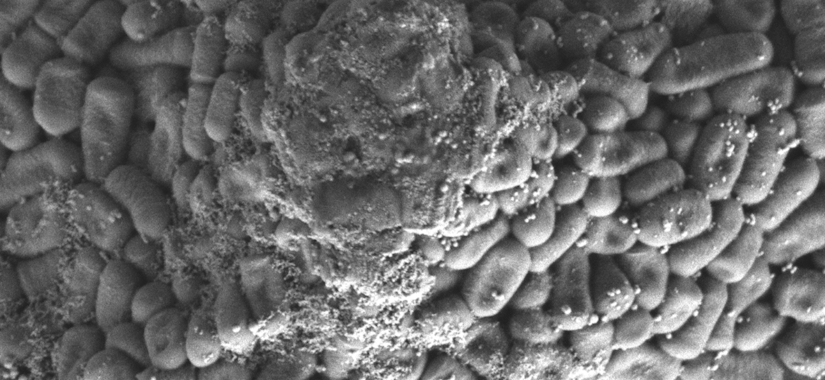 Élimination de molécules phytosanitaires par des voies biologiques