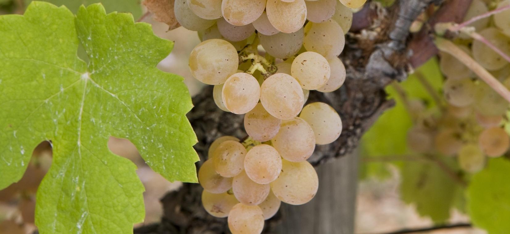Dans la famille Côtes du Rhône, on demande le bourboulenc