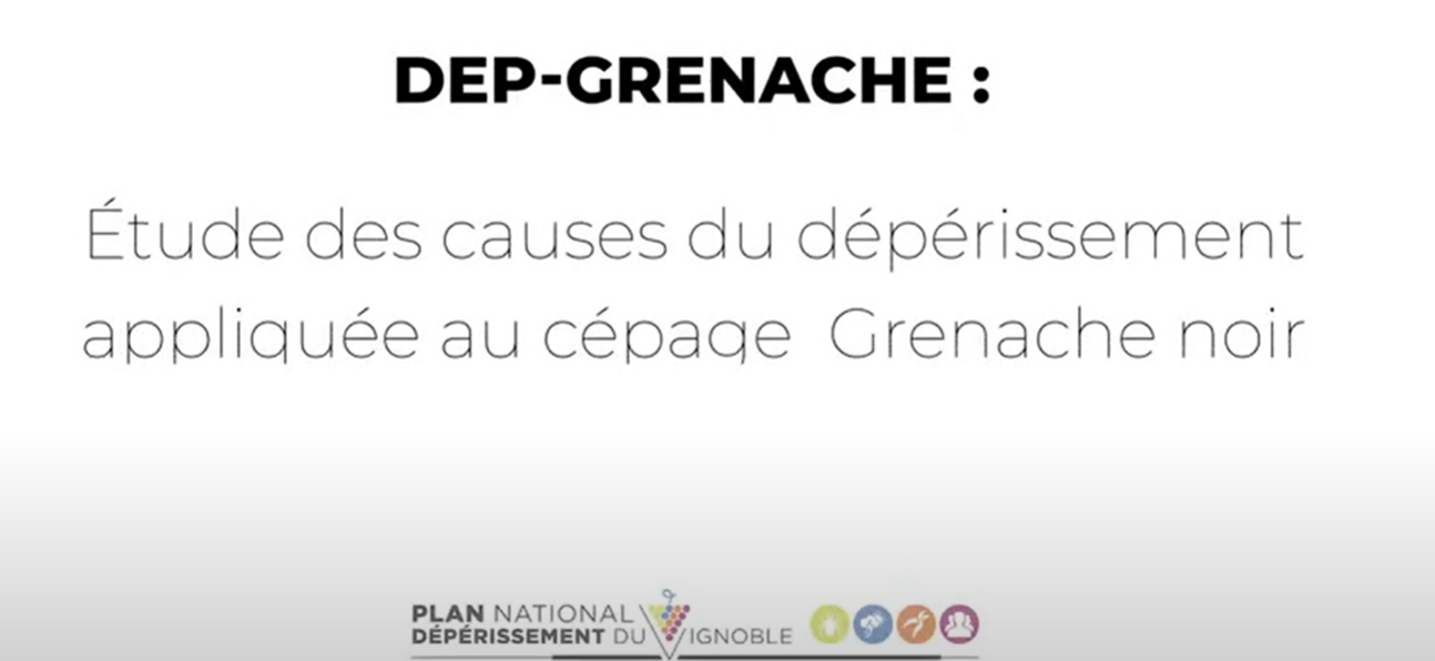 Dépérissement Grenache