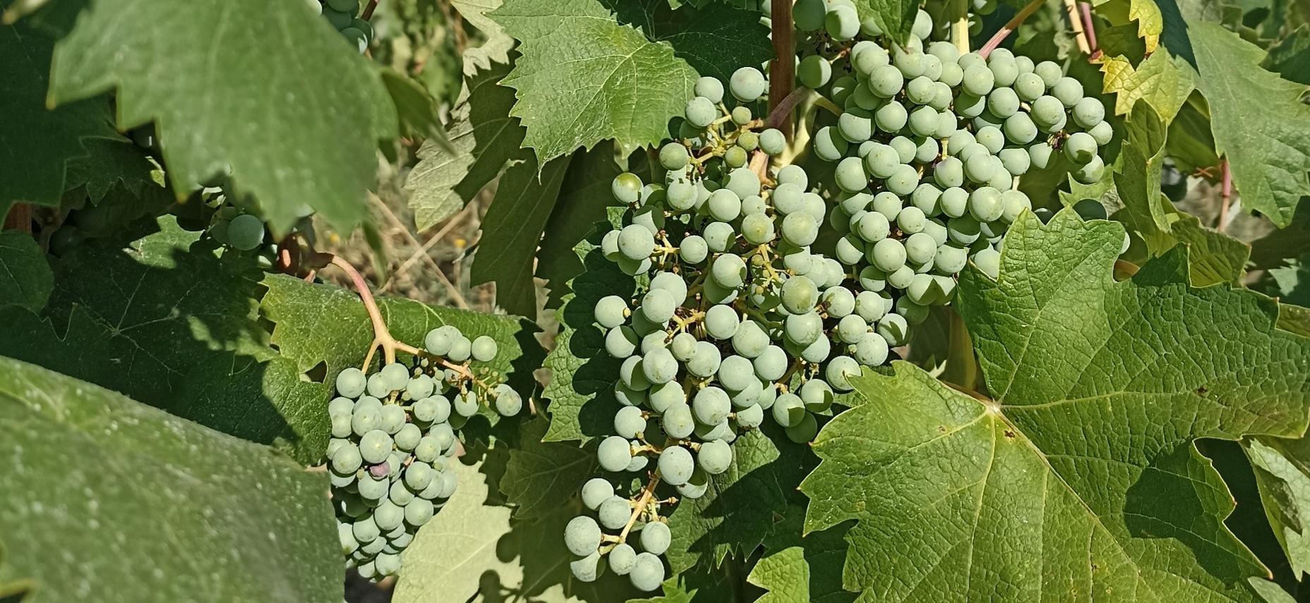 Situation générale du vignoble des Côtes du Rhône Méridionales et Septentrionales