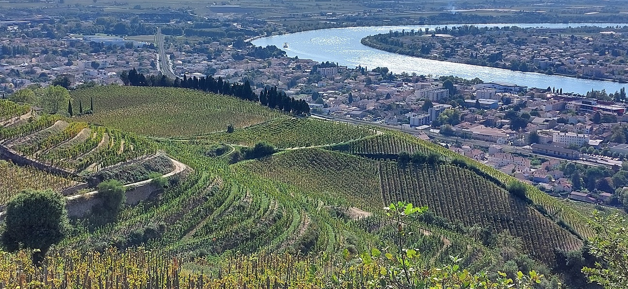 Maintenir l’équilibre des vins : l’acidité, un enjeu crucial