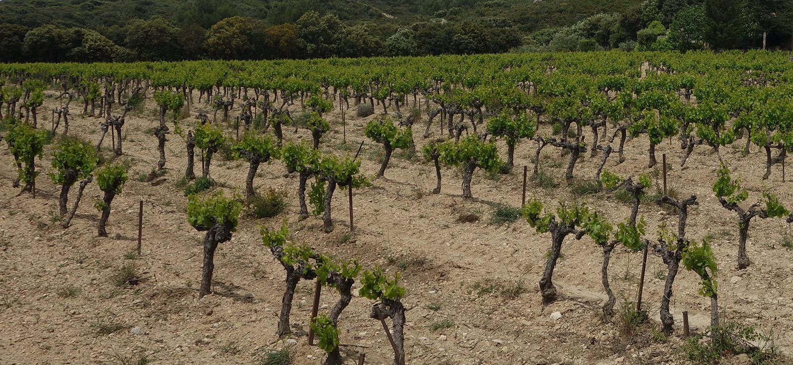 Mortalité du Grenache : retour sur un examen de près de 300 parcelles
